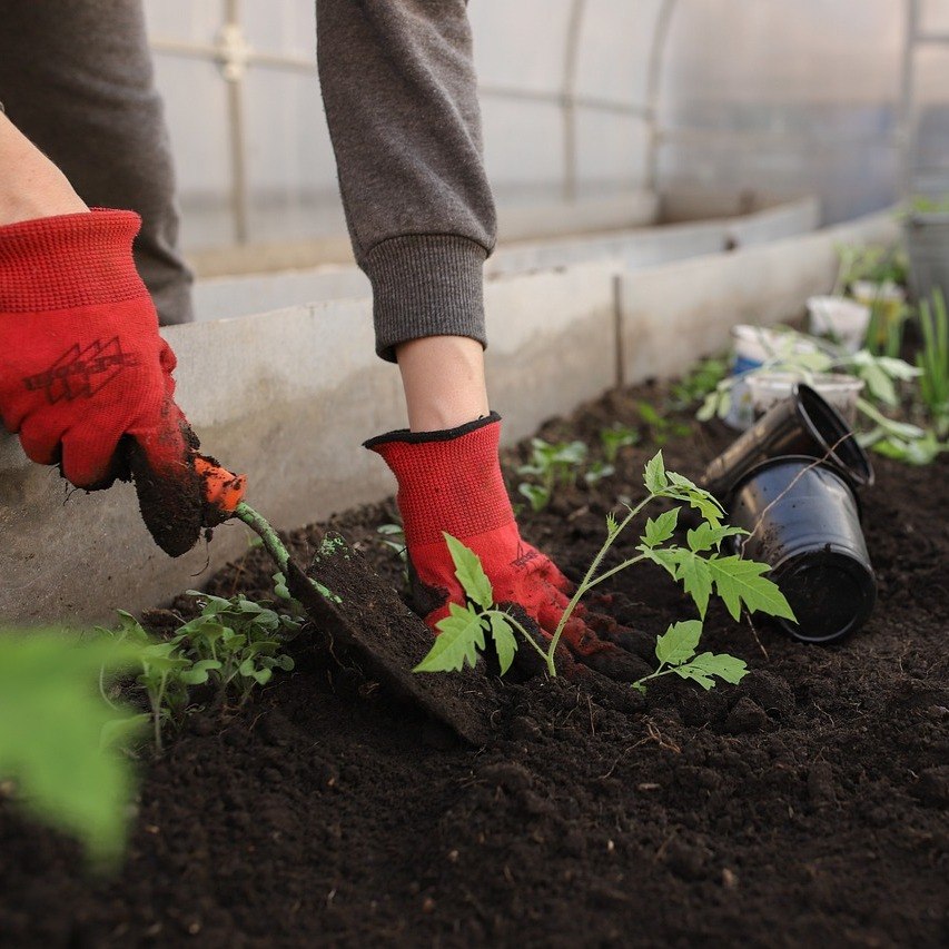 moestuin in kas